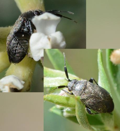Réf. 322 935 : Heterocapillus tigripes